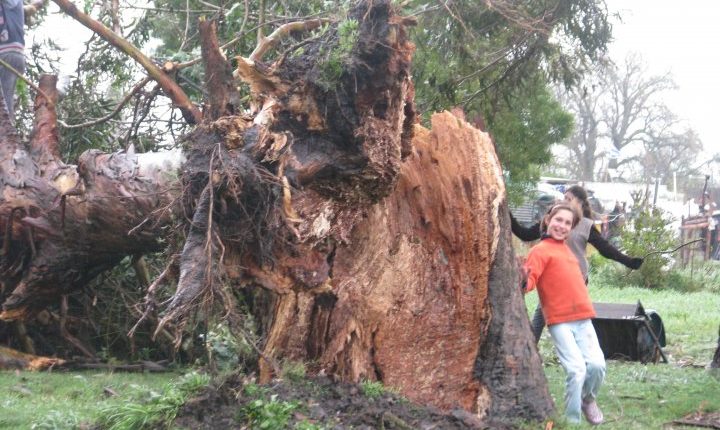 arbol