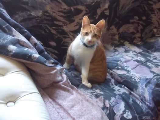 gato-perdido-1