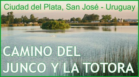 camino-junco-totora-480
