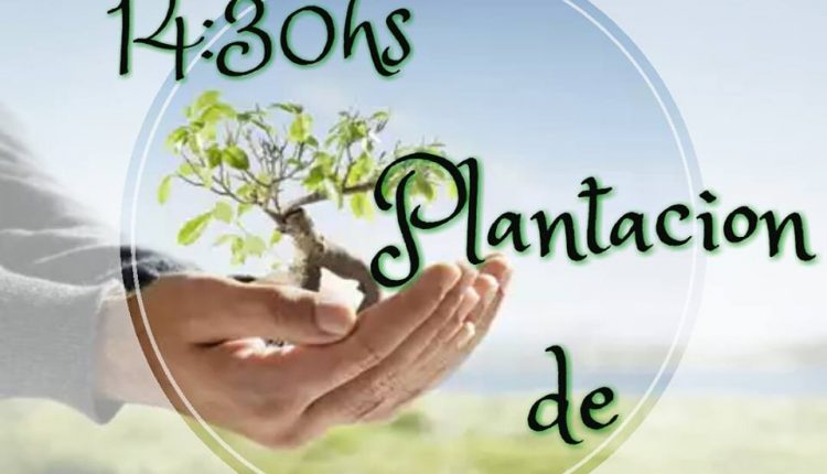 plantacion arboles 2015