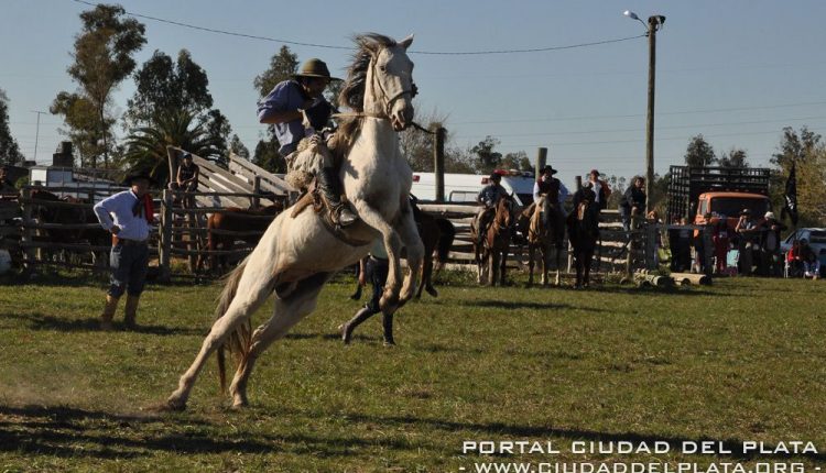 criolla6