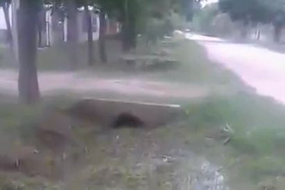 calle ose violetas
