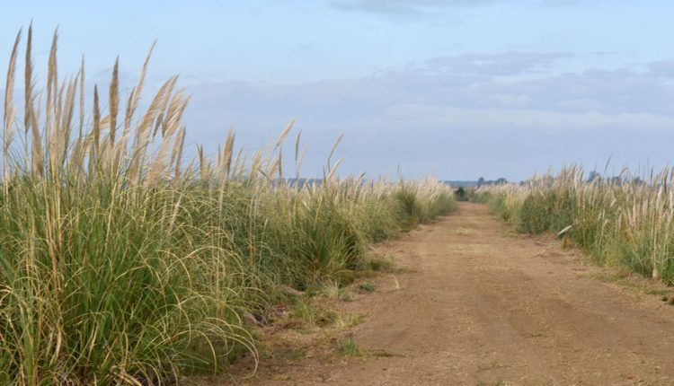 MedioAmbiente-7