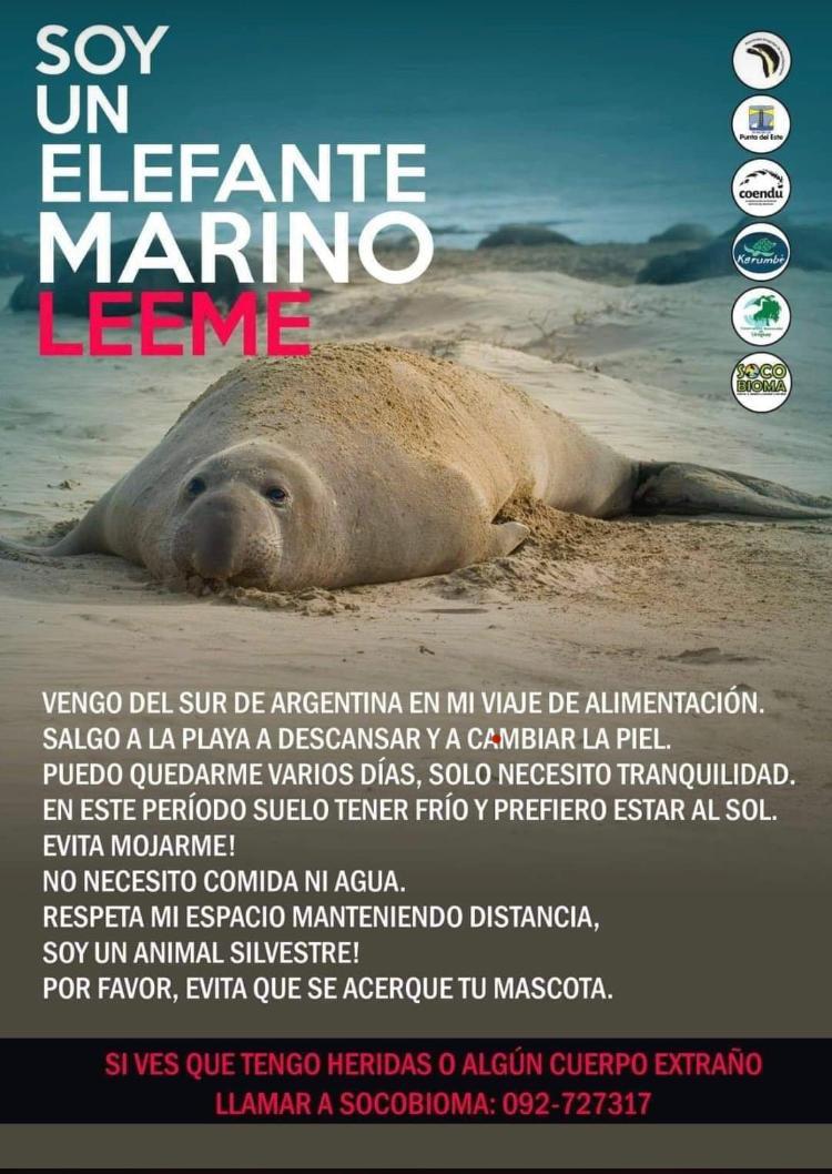 lobomarino